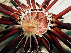 A juvenile lionfish (Pterois volitans) stalking something... by Laura Dinraths 